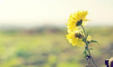 Some great and heartfelt sentences expressing gratitude towards beloved fathers in English language