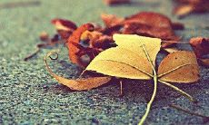 送长辈重阳节问候短信，表达关爱之情，传递温暖和祝福！