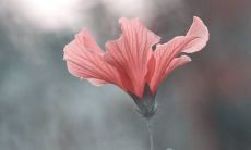 引人心醉神迷的脆弱句子让人深感无奈和悲痛