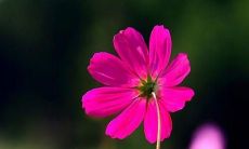 畅饮美酒后欢愉的语句，充满了喜悦的情感和满足的感受