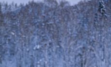 包含各种场景和情感的思念句子汇总大全，让你用最动情的语言表达对TA的思恋之情！