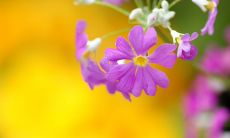 给长辈住院期间的问候短信：祝长辈康复快乐、健康长寿！