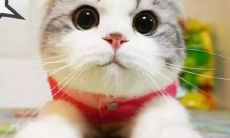 孤独男子编织愚蠢语句：一组荒唐言辞