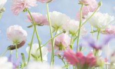 多情善良的朋友们——关于友情的深刻而简洁句子