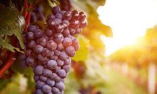 夏季如诗如画的小文艺句子，犹如一幅恢弘壮丽的油画呈现在眼前