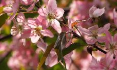 数不尽的春日花开，闪荡着青春的气息：一系列描写春天的优美句子