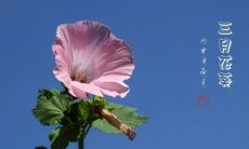 感受三月清新之美：精选唯美句子与你共赏