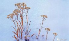 对亲人的感激之情表达：一些让人感动的抒情句子，让我们更加珍惜亲情，感恩人生中最温暖的陪伴