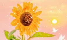 逆境中的坚韧：在风雨过后，阳光总会再次照耀人生——励志语