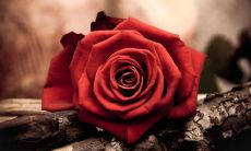 2021年情人节，如何通过祝福语送给男友最温馨、甜美、浪漫的表达？