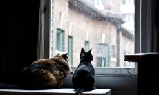 分享朋友圈时，为表达心情低落之情，推荐选用的经典句子有哪些？