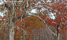 你一定需要看到的最新周末问候短信，让你感受到温馨与关怀！