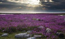 探究亲情意义的心灵之旅：深入剖析贴近心灵的、表达亲情真谛的独特句子