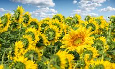 通过表达深情的话语，激励亲情关系更加牢固的励亲情句子