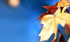 用于激励生活的富有哲理的名言 - 来自《海贼王》