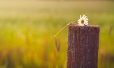 纳兰容若精彩描绘友谊的语句，让你感受到真挚和深厚的情感内涵！