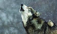 回顾经典电影作品《狼图腾》，你不容错过的那些震撼人心、意义深远的台词！