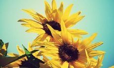 表达友好的国际关系和跨国友谊的美妙句子