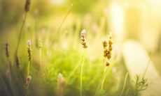 如诗如画：让人感动的古风句子表达亲情的深情厚爱