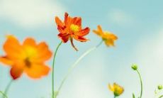 在八月八日通过短信向客户问候，传递关怀之情