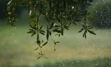 用美丽的语言描绘下雨天的神奇景致：呈现绵延细雨的氛围与神秘之感