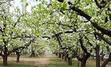 梨花绽放的美丽：翩若惊鸿，水色一般天然，如曾相识又似初遇，闲看庭前花开花落，依旧年少时