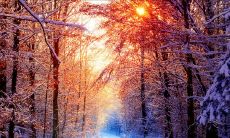 一份收获满满的感恩句子大全，让我们深刻领悟感恩之重要性