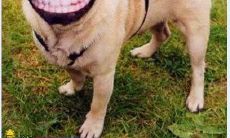 用童言无忌表达情感：吐露内心世界的幼稚言辞