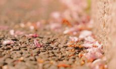 拓展版： 令人感到温暖和治愈的8个字句子集锦