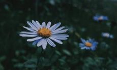 探讨情感失望的种种表达方式：满载心痛、沉浸沮丧、抱怨不尽的句子阐述