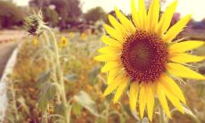 喜悦之情油然而生，充满欢愉的心境溢于言表！