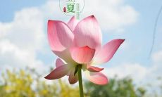 一些美丽的祝福句子，用来迎接新芽萌发的立夏时节的到来