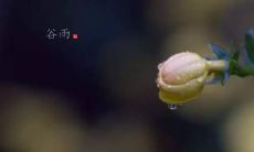 表达情感和思考的谷雨句子，是发布朋友圈时的理想选择！