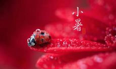 用带图小暑祝福语，迎接充满生机的夏日节气