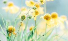 夏日里的香气与美好，让人沉醉在无尽的田园诗意中