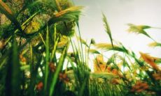 精美可爱的小满祝福语图片，为你送上最温馨的祝福！