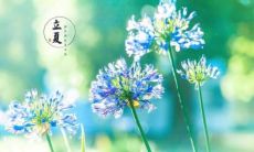 收录最新最全的立夏祝福语，用心准备，送上暖心祝福的分享合集