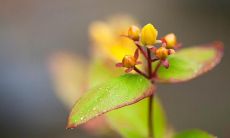 感恩人生中最伟大的支持者- 父母和老师的无私奉献和悉心栽培