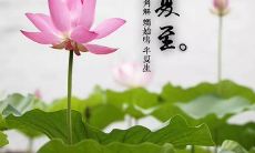 夏至来临，言简意赅的短句话会让你豁然开朗