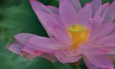 的夏至传说：揭秘古代文化中与夏至相关的神话故事，探究其背后蕴含的哲学与文化内涵，感受夏至节日的独特韵味与浓郁情感