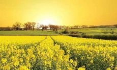 美丽绚烂的油菜花：浪漫恋爱、田野风光和心灵慰藉的完美象征