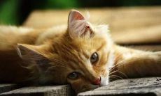 哲学句子：简洁优美而珍贵的亲情之间的深刻思考与沉思