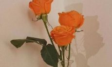 多种风格女性用网名分享，带来别样精彩的个性化魅力！