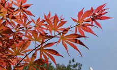 浓郁的秋天里，令人心碎的伤感句子让人感受到一股刻骨铭心的深情！