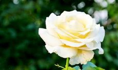 七个让你内心无比愉悦的心理活动句子，让你感受到真正的快乐！