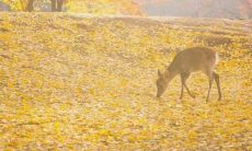 故作开心的语言掩盖的真实情感：心中所想与口中所言不符的话