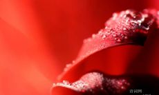 细品而思：摆脱烦恼，找到内心动力的励志名言