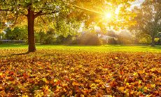 在秋季的每个周六向你的亲朋好友发送温馨问候的短信留言方式