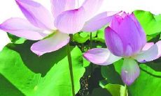 分享句子怀念友谊的美好，表达心情的可爱说说