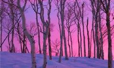 美丽动人的语句：表达对同学之间深厚友谊的赞美之情